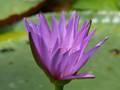 Purple water lily 7